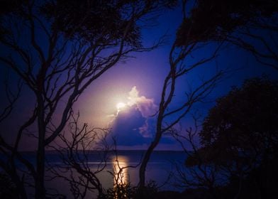 Earth Night Tree Sky Blue 