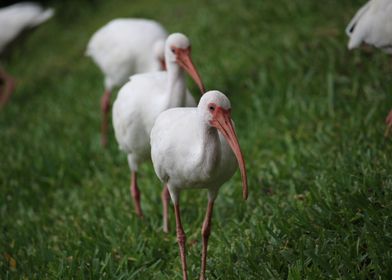 Ibis in a line 