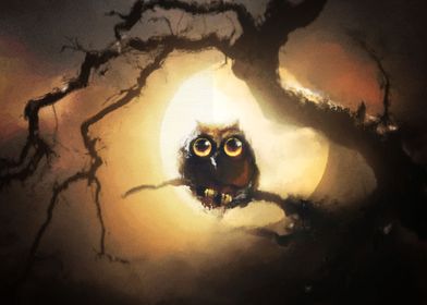 Animal Owl Birds Owls Bird