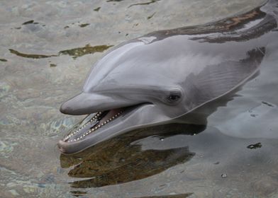 Dolphin Smiling 