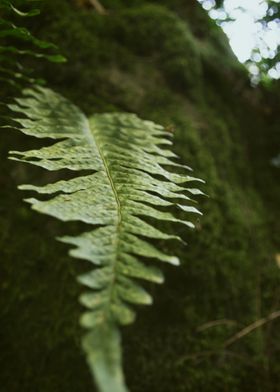 Fern in the mountains 