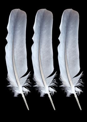 Three Feathers Dark