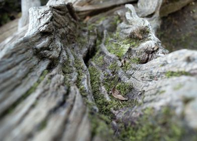 Tree trunk detailed 