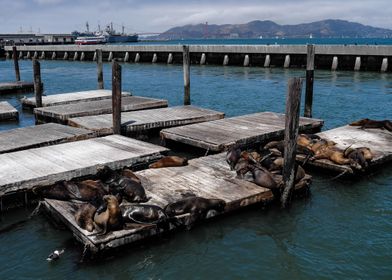 Sea Lions of San Francisco
