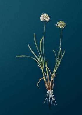 Floral Botanical On Teal 1-preview-3