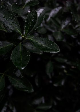 Rainy plant