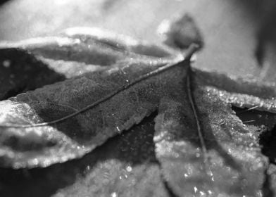 Frost Covered Leaf