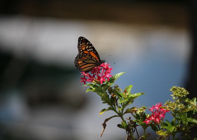 Butterfly on Flower  