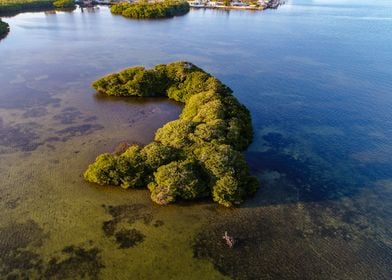 Trees Out in the Water