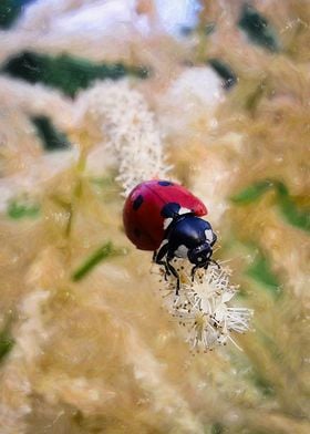 Ladybug