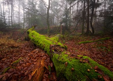 Foggy Forest I