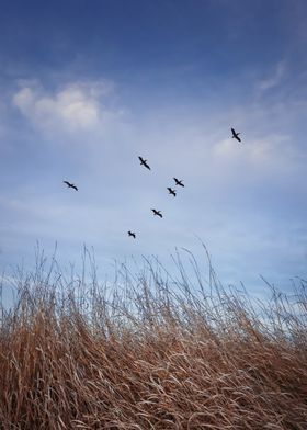 birds migration