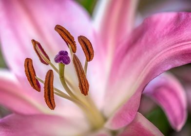 Pink and White Lily