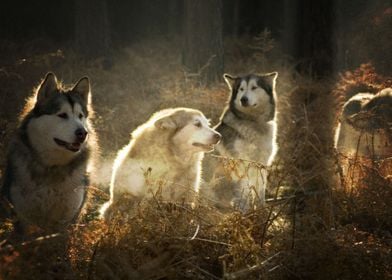  Husky Dogs Dog 