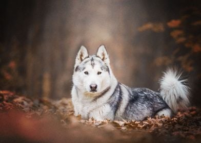  Husky Dogs Dog Pet Depth 