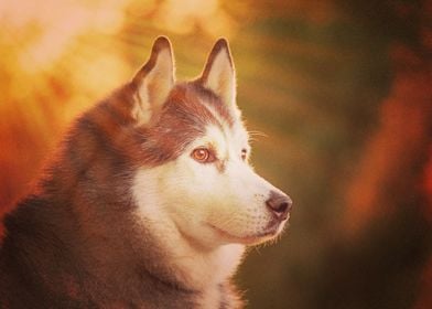  Husky Dogs Dog Sunbeam Mu