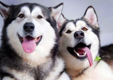  Husky Dogs 