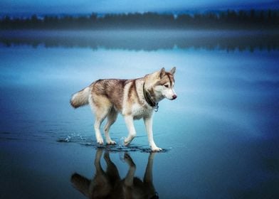  Husky Dogs 