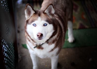  Husky Dogs 