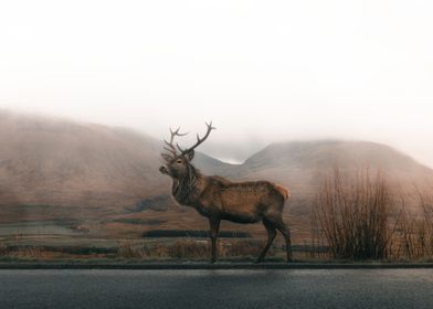 Deer surrounded mountains