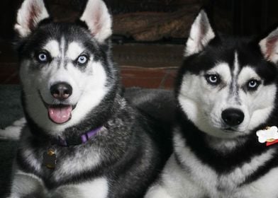  Husky Dogs 