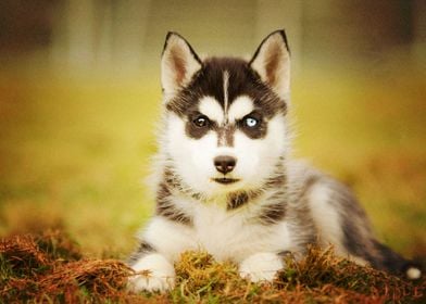  Siberian Husky Dogs Puppy