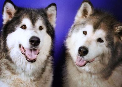  Husky Dogs 