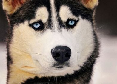  Husky Dogs Dog 