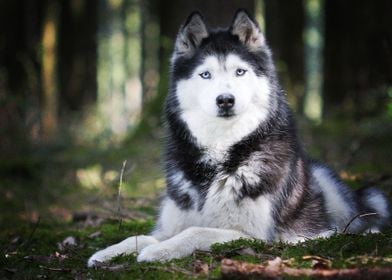  Husky Dogs Bokeh Dog 