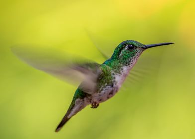 Hummingbird  in nature