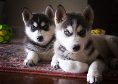  Husky Dogs 