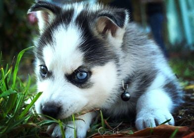  Siberian Husky Dogs B