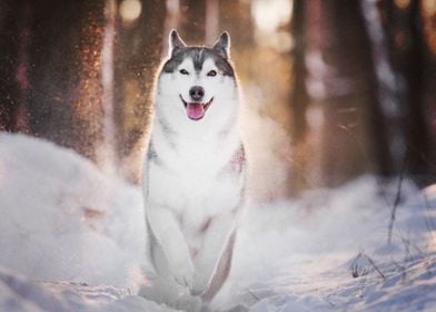  Husky Dogs Dog Pet Winter