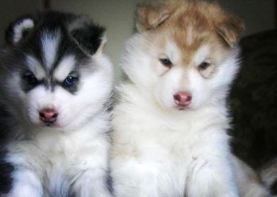  Siberian Husky Dogs B