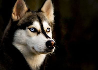  Siberian Husky Dogs Dog 