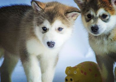  Alaskan Malamute Dogs Bab
