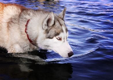  Husky Dogs 