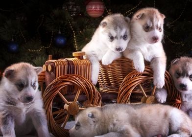  Husky Dogs 