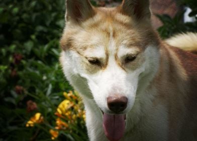  Husky Dogs 