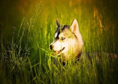  Husky Dogs 