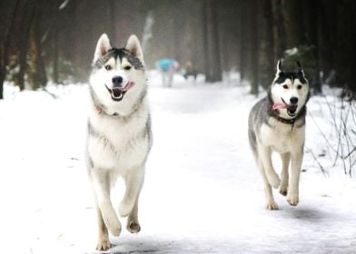  Husky Dogs 