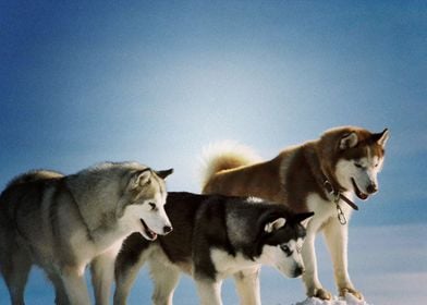  Husky Dogs Dog 