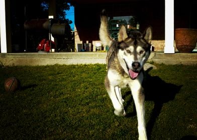  Husky Dogs 