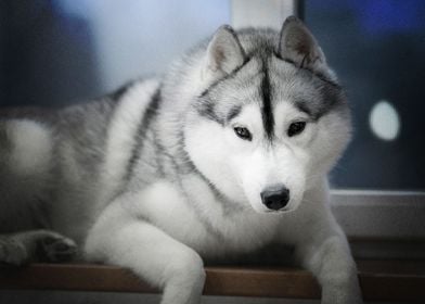  Husky Dogs Dog Pet Ba