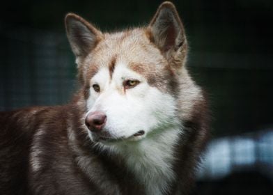  Husky Dogs 