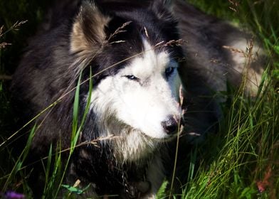  Husky Dogs 