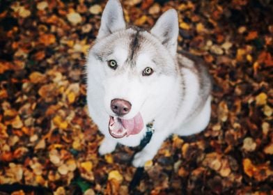  Husky Dogs Dog Pet Stare 