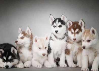  Husky Dogs 