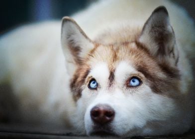  Siberian Husky Dogs Husky