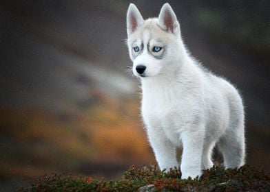  Husky Dogs 